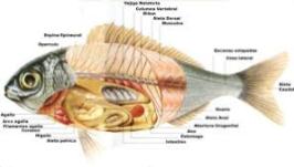 Anatomía pez