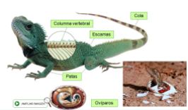 Características reptiles