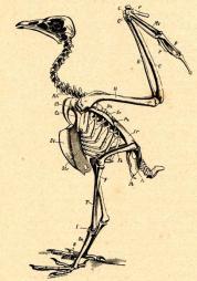 Esqueleto buitre