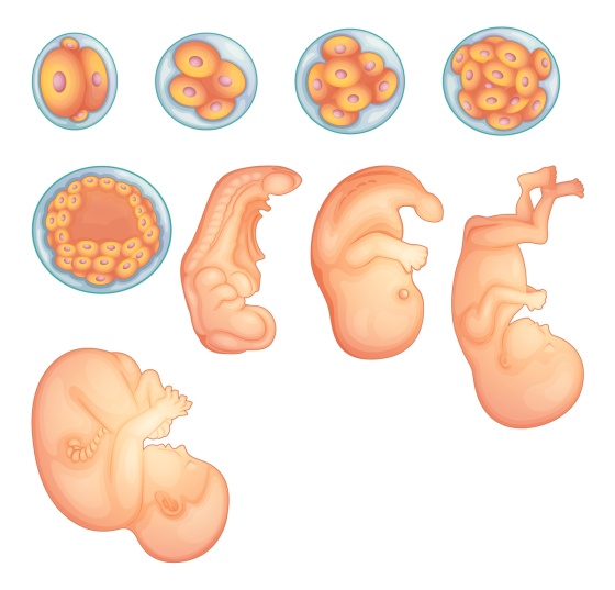Illustration showing stages in human embryonic development